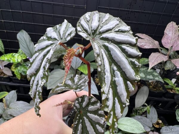 Begonia sp.Lampung sumatera