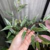 Begonia taiwaniana