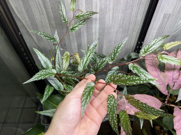Begonia taiwaniana