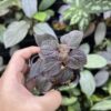 Sarcopyramis sp. Sanggau Purple grass - 画像 (2)