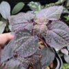 Sarcopyramis sp. Sanggau Purple grass - 画像 (3)