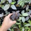 Sarcopyramis sp. Sanggau Purple grass - 画像 (5)