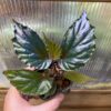 Begonia kapuashuluensis Temuyuk Kalimantan Barat