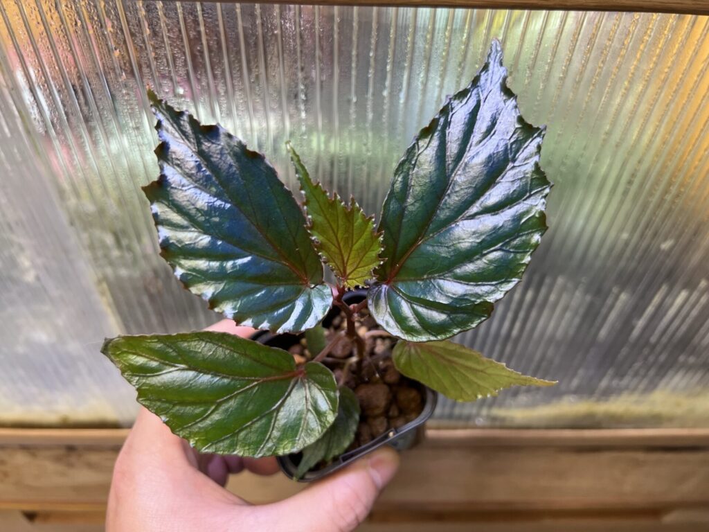 Begonia kapuashuluensis Temuyuk Kalimantan Barat KZT PLANTS STORE