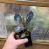 Begonia kapuashuluensis Temuyuk Kalimantan Barat - 画像 (2)