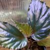 Begonia kapuashuluensis Temuyuk Kalimantan Barat - 画像 (3)