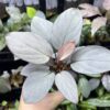 HOMALOMENA HYBRID F1 Rec109 White Silver Velvet - KZT PLANTS