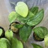 No Roots Scindapsus sp. Jad satin mint variegated - 画像 (6)