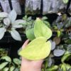 No Roots Scindapsus sp. Jad satin mint variegated - 画像 (2)