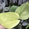 No Roots Scindapsus sp. Jad satin mint variegated - 画像 (3)