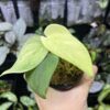 No Roots Scindapsus sp. Jad satin mint variegated