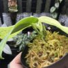 No Roots Scindapsus sp. Jad satin mint variegated - 画像 (4)