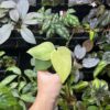 No Roots Scindapsus sp. Jad satin mint variegated - 画像 (5)