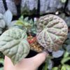 Begonia sp. Sumpur TK041117