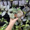 Begonia sp. Sumpur TK041117 - 画像 (2)