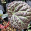 Begonia sp. Sumpur TK041117 - 画像 (5)