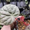 Begonia sp. Sumpur TK041117 - 画像 (4)
