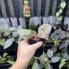 Begonia sp. Sumpur TK041117 - 画像 (3)