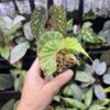 Begonia sp.Lampung sumatera Blue Purple Velvet - 画像 (2)