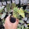 Begonia sp.Lampung sumatera Blue Purple Velvet - 画像 (3)