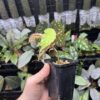 Begonia sp.Lampung sumatera Blue Purple Velvet - 画像 (4)