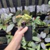 Begonia sp.Lampung sumatera Blue Purple Velvet - 画像 (5)