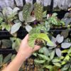 Begonia sp.Lampung sumatera Blue Purple Velvet - 画像 (6)