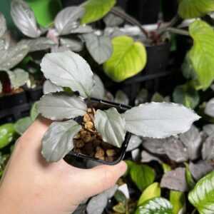 Homalomena sp. Platinum Velvet Kepulauan Riau Wavey
