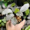 Homalomena sp. Platinum Velvet Kepulauan Riau Wavey - 画像 (2)