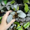 Homalomena sp. Platinum Velvet Kepulauan Riau Wavey - 画像 (6)