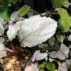 Homalomena sp. Platinum Velvet Kepulauan Riau Wavey - 画像 (5)