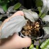 Homalomena sp. Platinum Velvet Kepulauan Riau Wavey - 画像 (4)