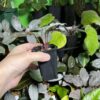 Homalomena sp. Platinum Velvet Kepulauan Riau Wavey - 画像 (3)