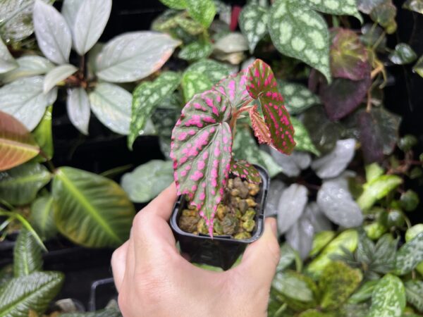 Begonia negrosensis - 画像 (3)