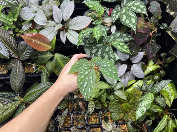 Begonia sp. 'Mempawah hulu' Landak Kalimantan barat - 画像 (6)