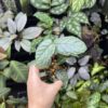 No Roots Pterisanthes sp. Borneo - 画像 (2)