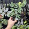 No Roots Pterisanthes sp. Borneo - 画像 (3)