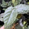 No Roots Pterisanthes sp. Borneo