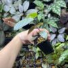 No Roots Pterisanthes sp. Borneo - 画像 (4)