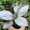 HOMALOMENA HYBRID Rec113 Aluminum Silver - KZT PLANTS STORE