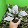 Homalomena cf. humilis Kepulauan Riau F1 Rec84 - KZT PLANTS