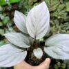Homalomena cf. humilis Kepulauan Riau F1 Rec84 - 画像 (2)