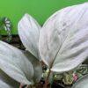 Homalomena cf. humilis Kepulauan Riau F1 Rec84 - 画像 (5)