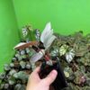 Homalomena cf. humilis Kepulauan Riau F1 Rec84 - 画像 (4)