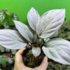 Homalomena cf. humilis Kepulauan Riau F1 Rec84 - 画像 (3)