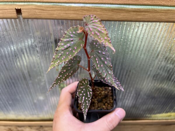 Begonia gracilicyma Sumatera Pink dot