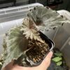 Begonia sp. Sabah - 画像 (5)
