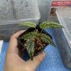 Begonia taiwaniana - 画像 (2)