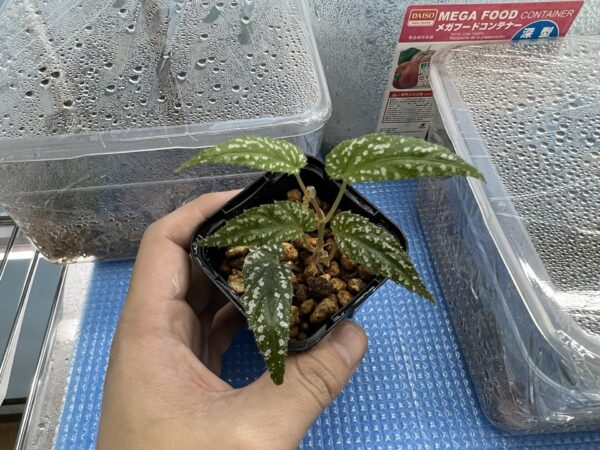 Begonia taiwaniana - 画像 (2)