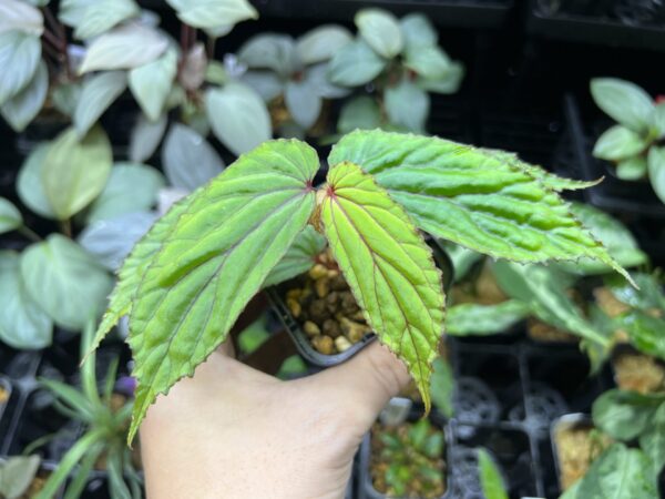 Begonia wrayi  Sg.Mangga